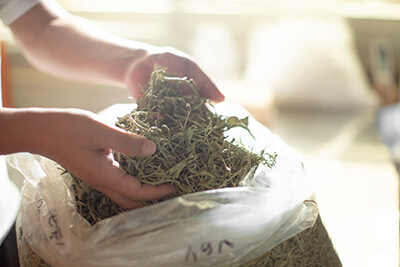 真空乾燥させた月桃の葉