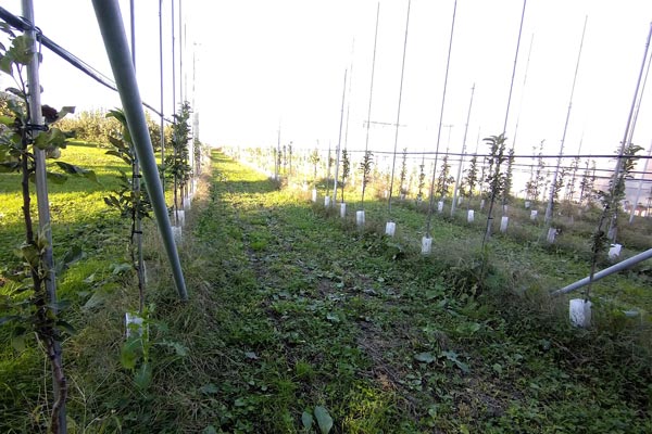 超高密植栽培されたりんごの木