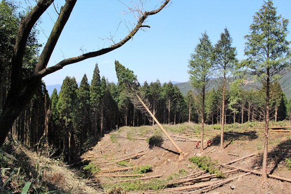 人吉・球磨地域の山から切り出し、地産地消の住まいづくりを展開