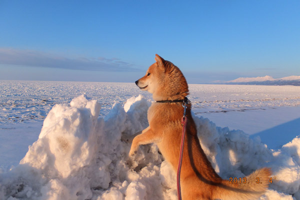 愛犬のごんた 「村長」の肩書を持つ村のマスコットだ
