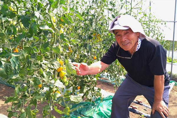 栽培したトマトは地元のリゾートホテルにも納めている