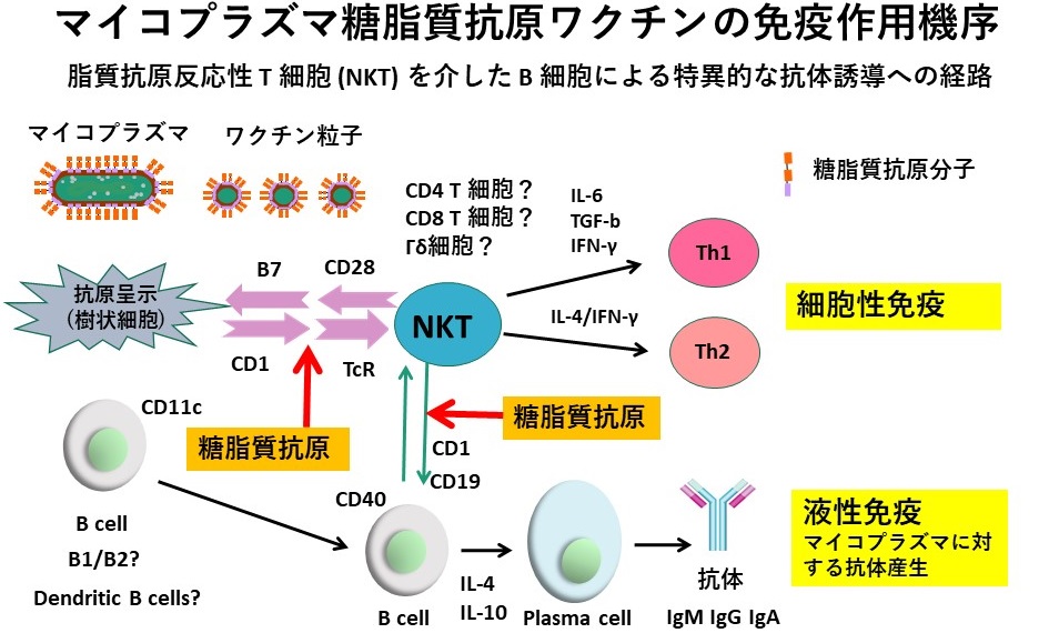 マイコプラズマ糖脂質抗原ワクチンの免疫作用機序